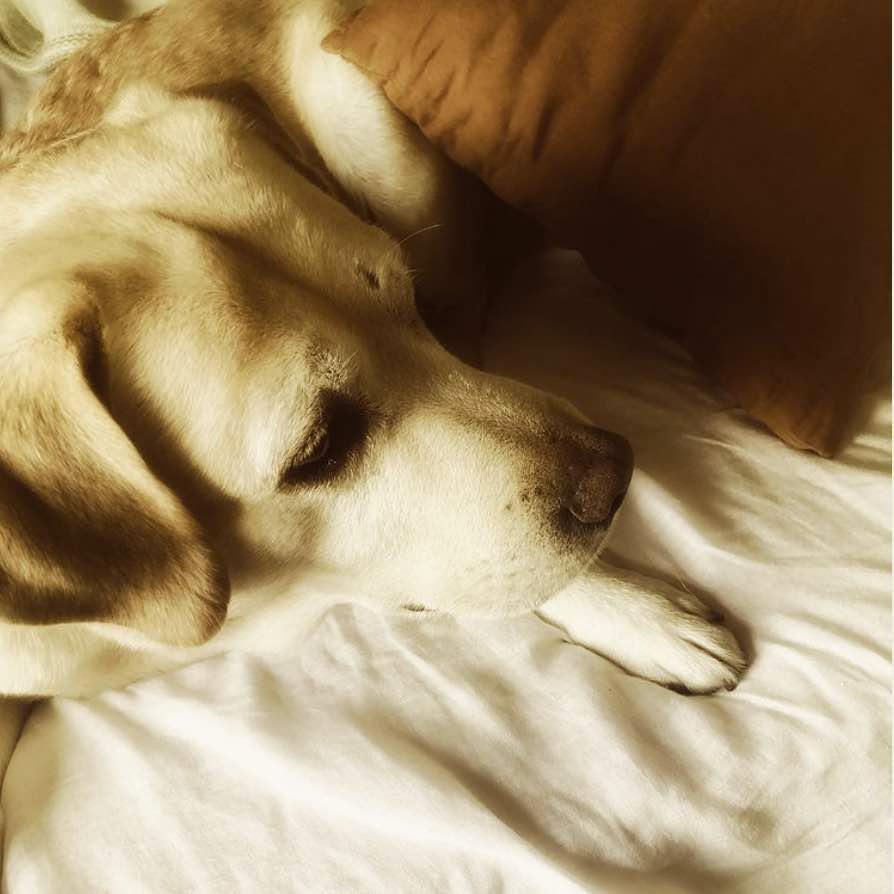 Oatmeal linen sheets